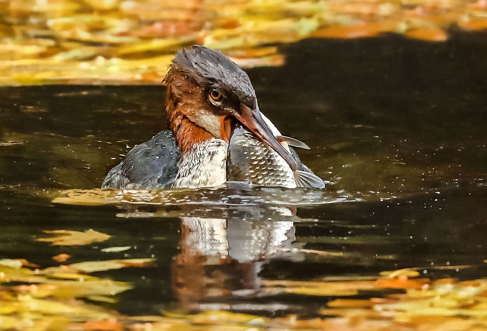 Крохаль с добычей.