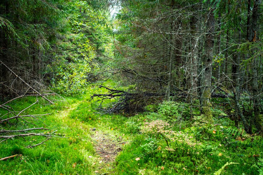 Photograph by Анатолий Павлович