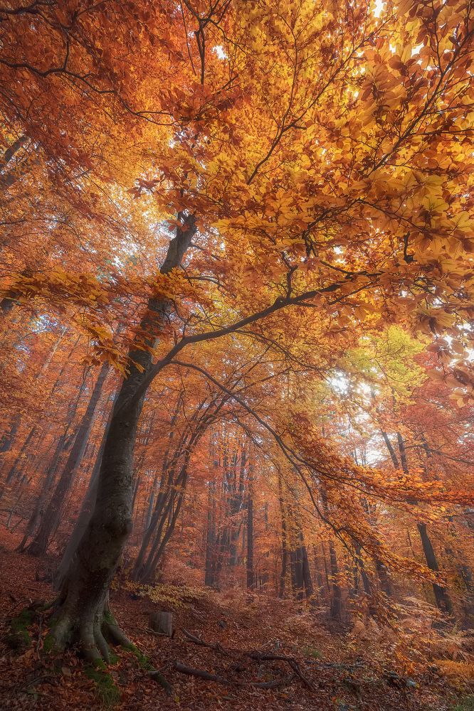 Photograph by Костадин Маджаров