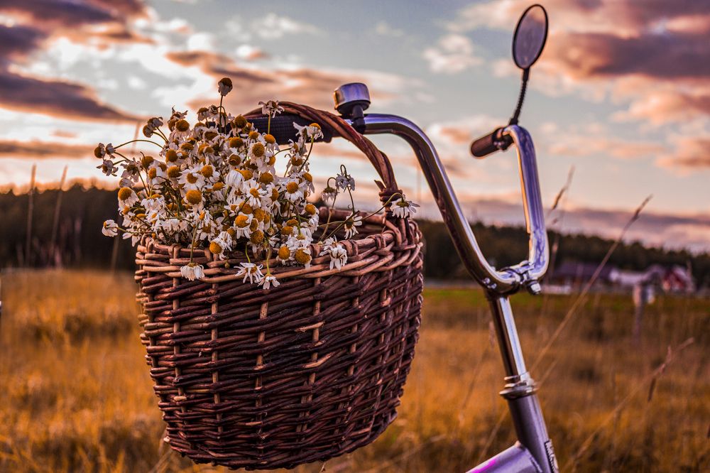 Корзинка с ромашками