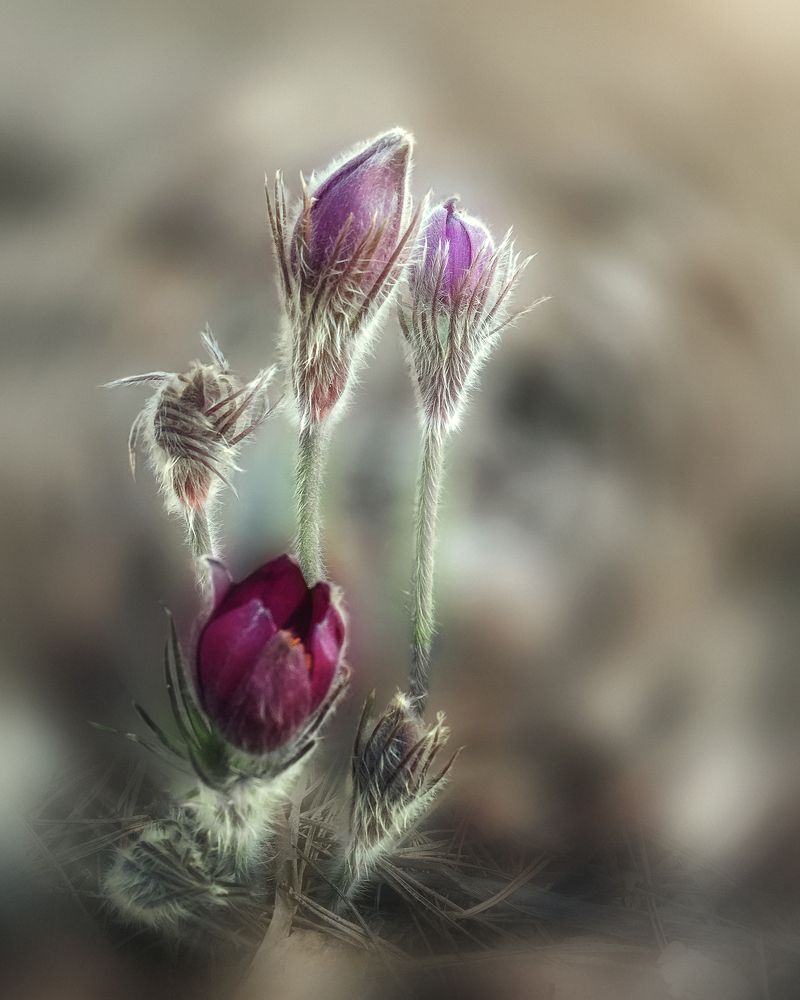 Photograph by Ольга Томилова