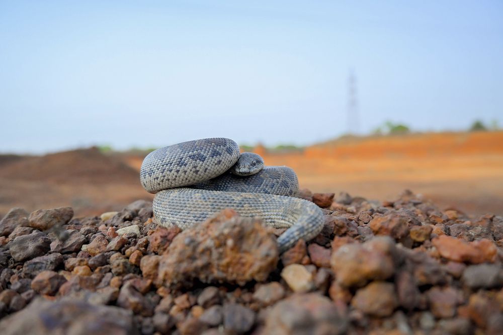 Common Sand Boa