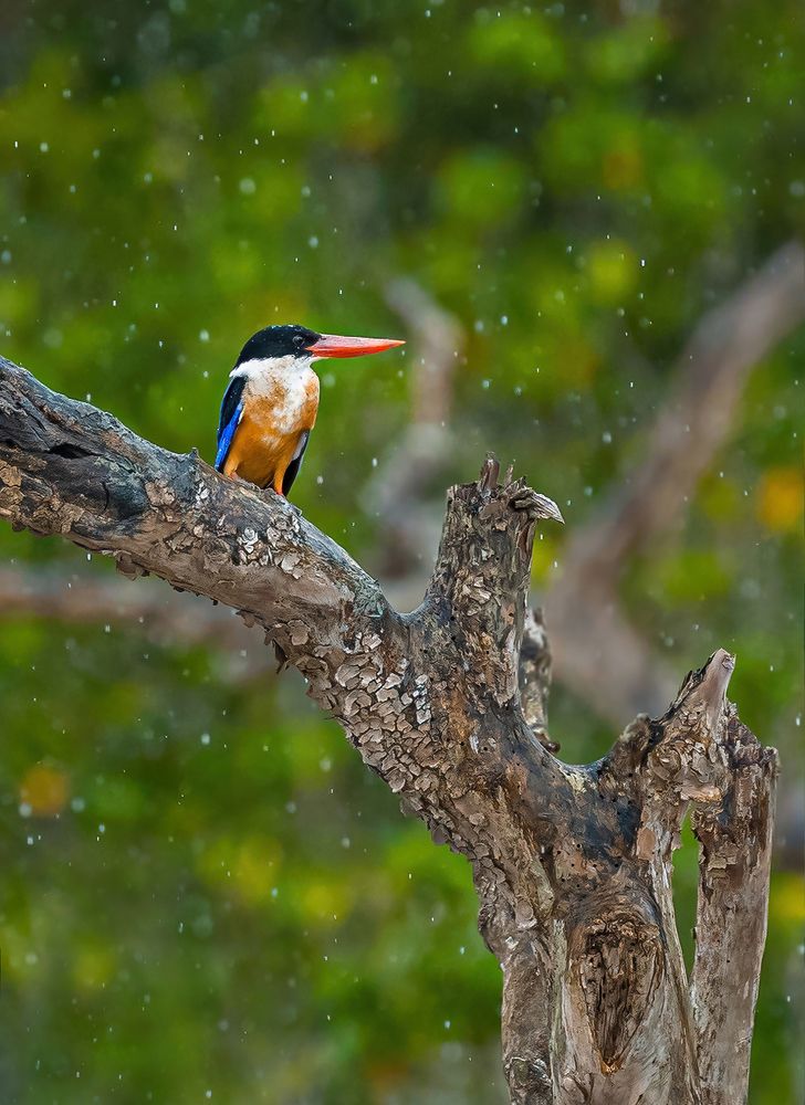 THE ANGEL IN THE DRIZZLE