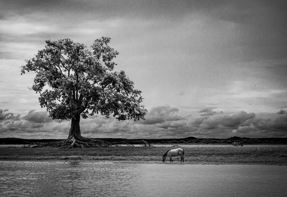 Photograph by Laura Lucio