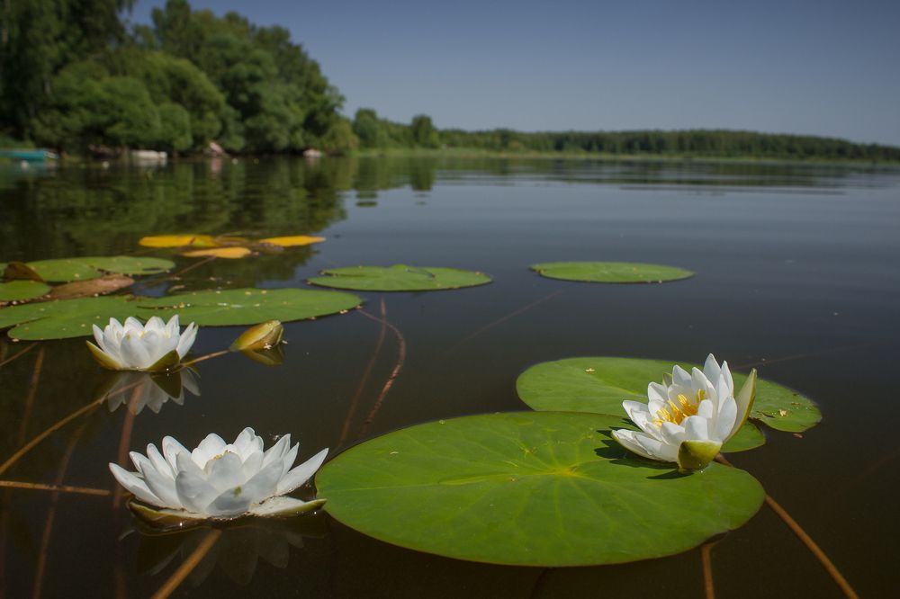 Photograph by Елена Хвойнова