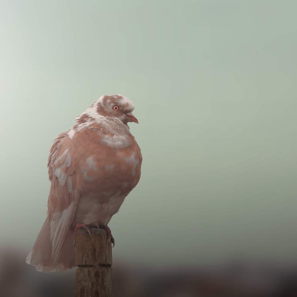 Photograph by SAEED MOHAMMED