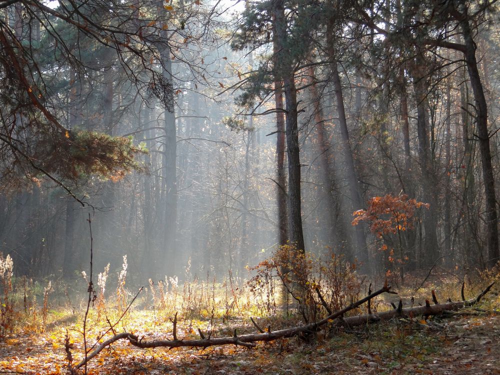 Photograph by Александра Петряева