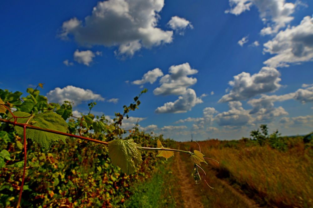 Фотография автора Дмитрий Градинар