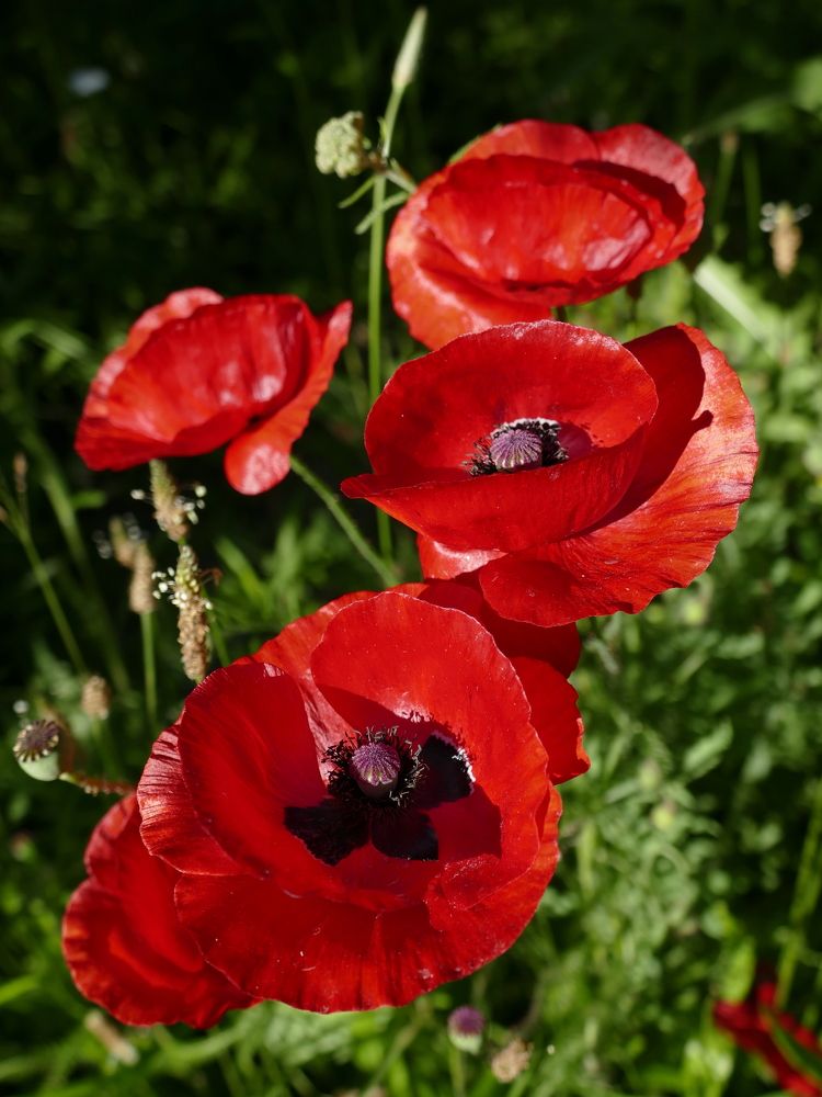 Photograph by JEAN PIERRE MAYEN