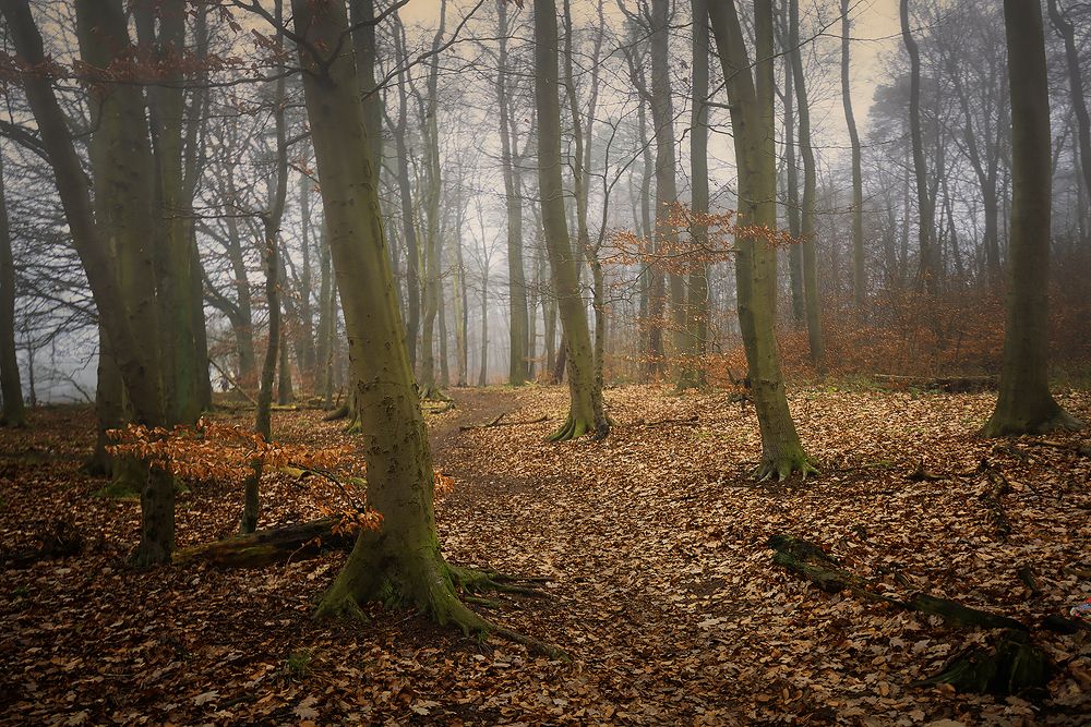 Осенний лес