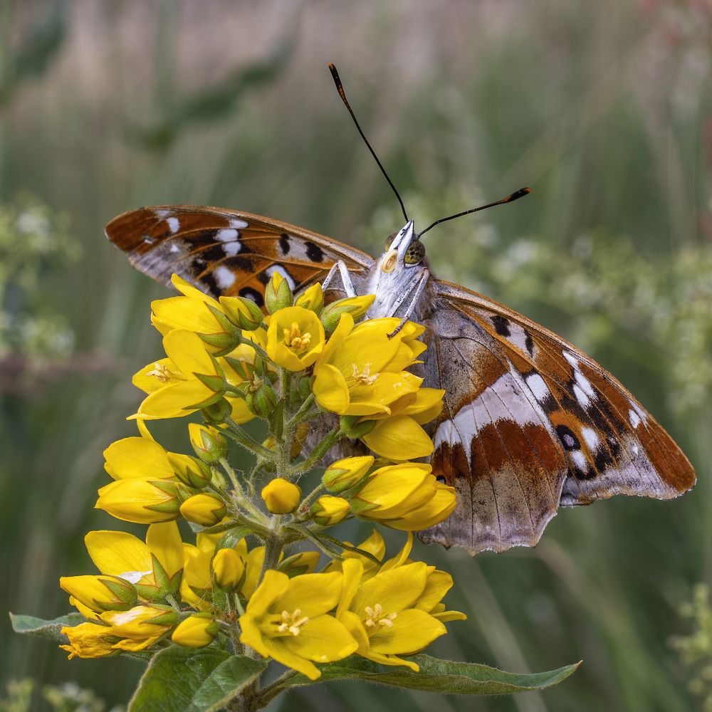 Фотография автора Eimar Kull