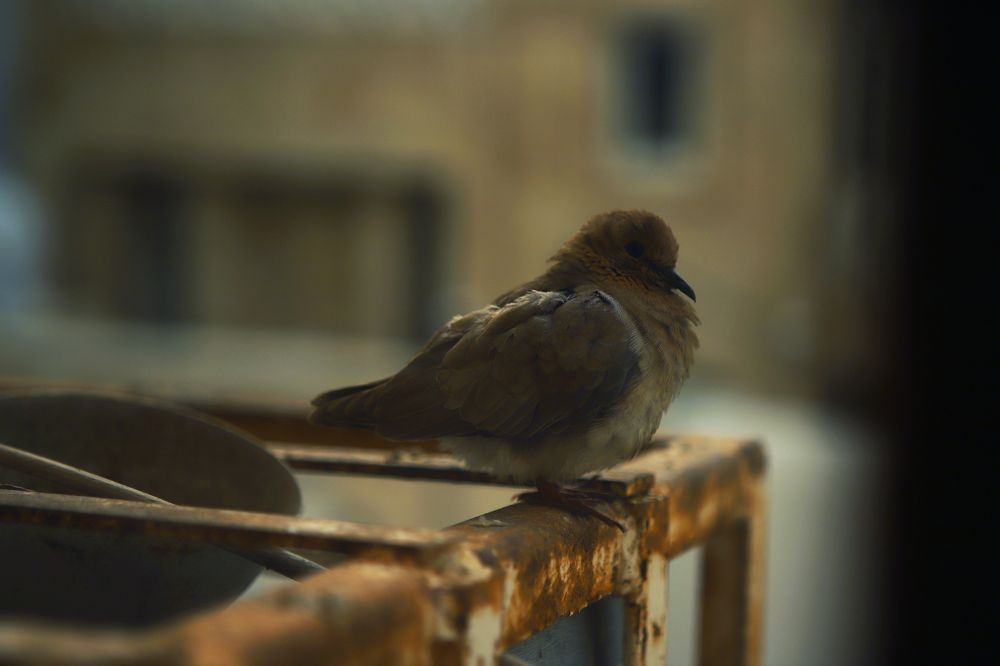 Photograph by Ali Taher