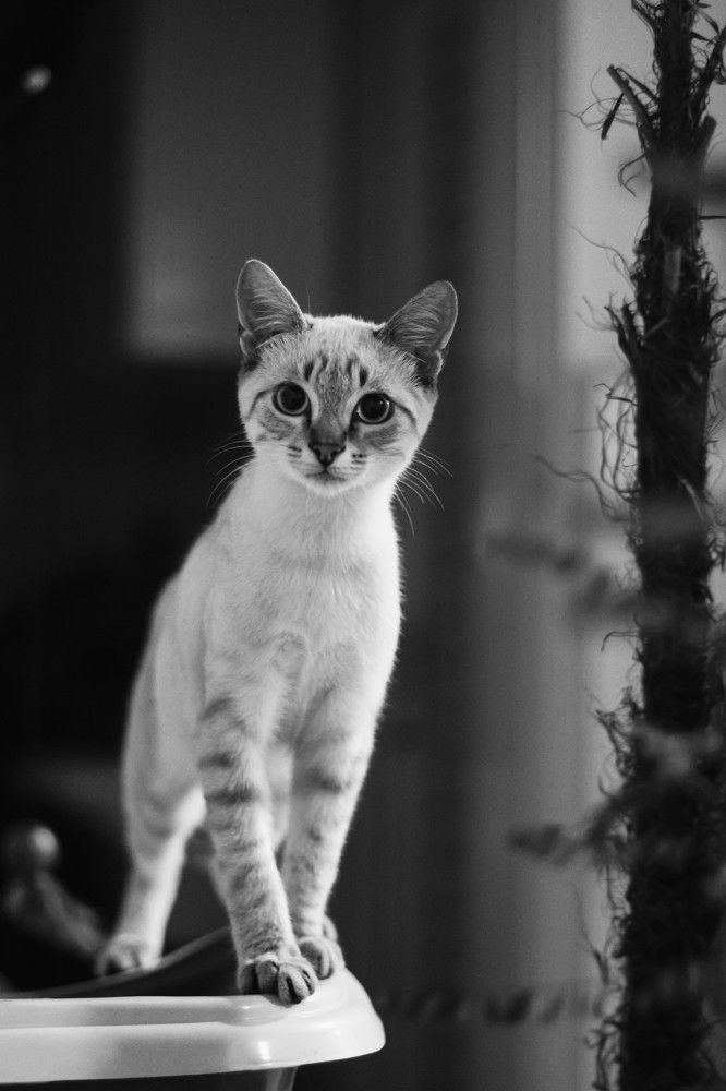 Photograph by Rafael Bessa