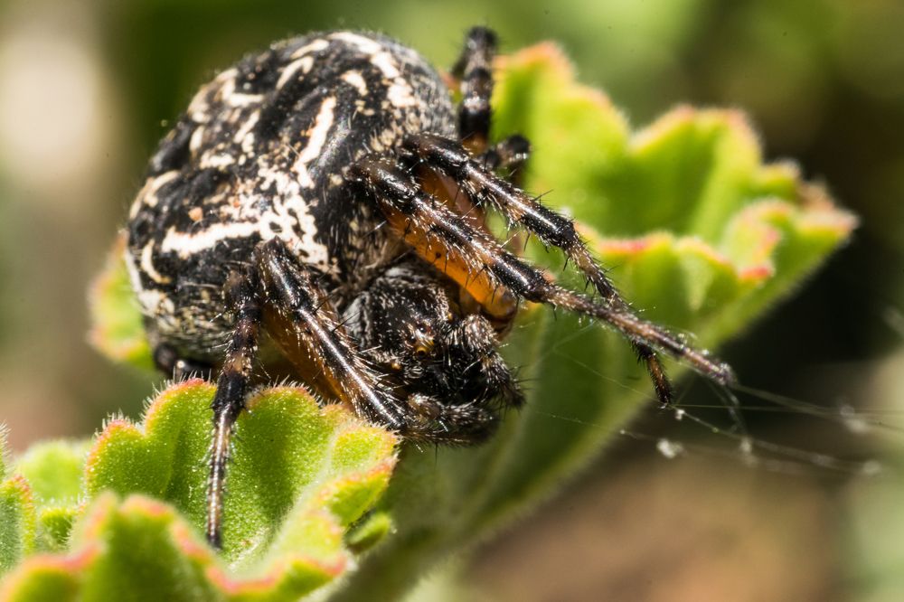 Фотография автора Jose Marcos Carvajal Tarazona