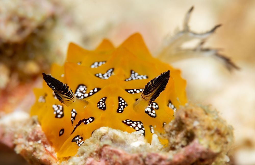 Photograph by Aldo Galante