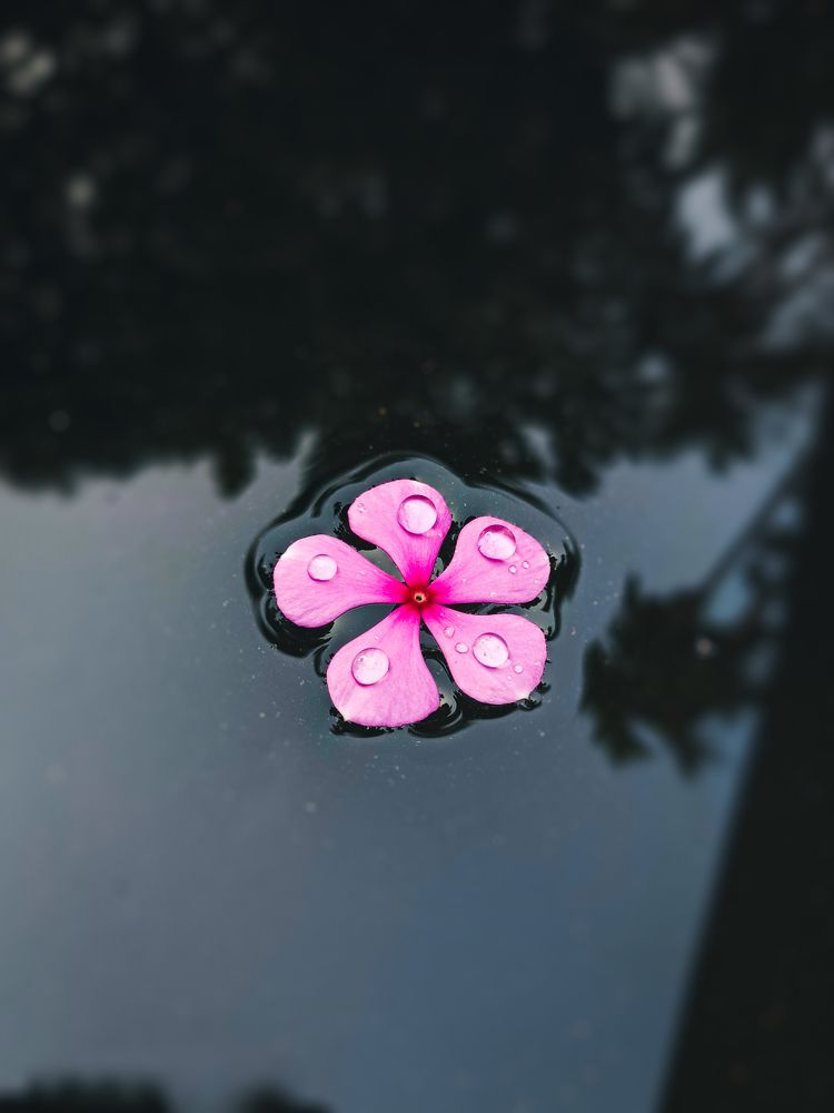 Photograph by Nizamudeen