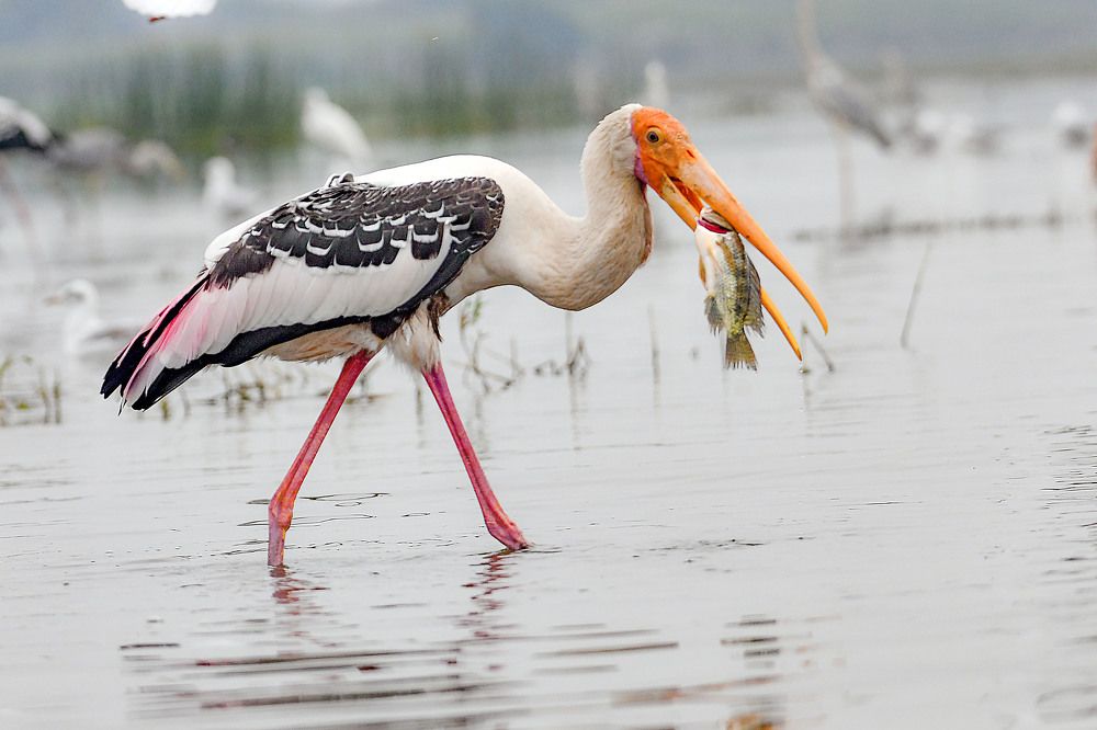 Photograph by SACHIN MATKAR