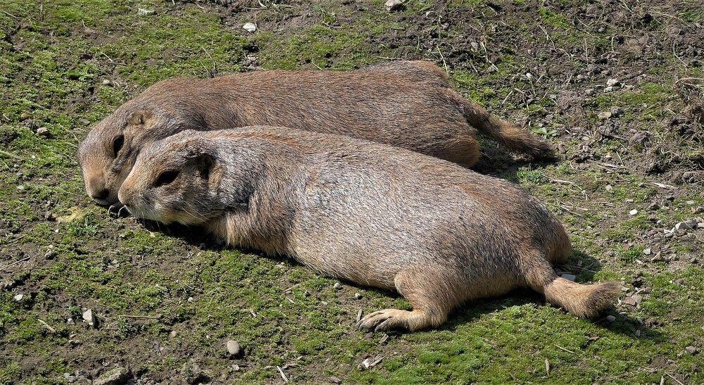 Вместе всегда хорошо