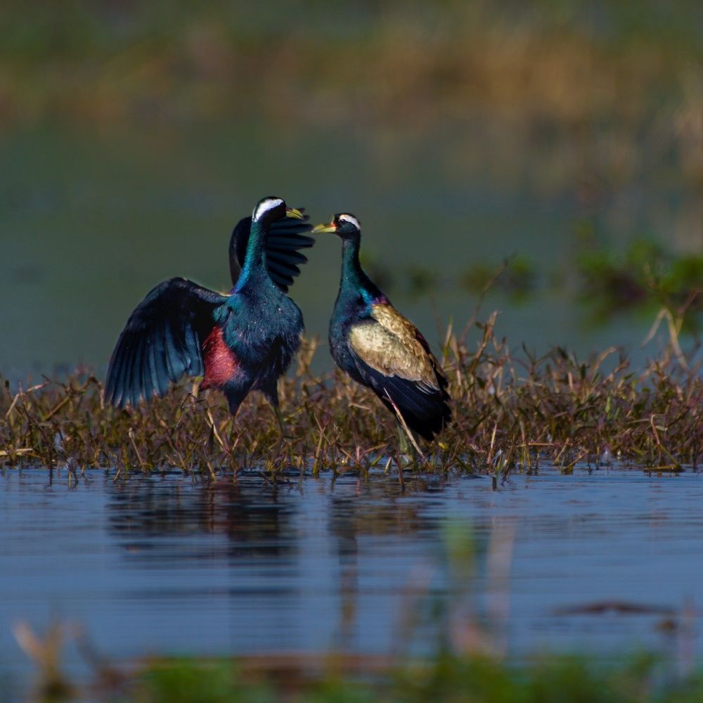 Photograph by Sukriti Saha