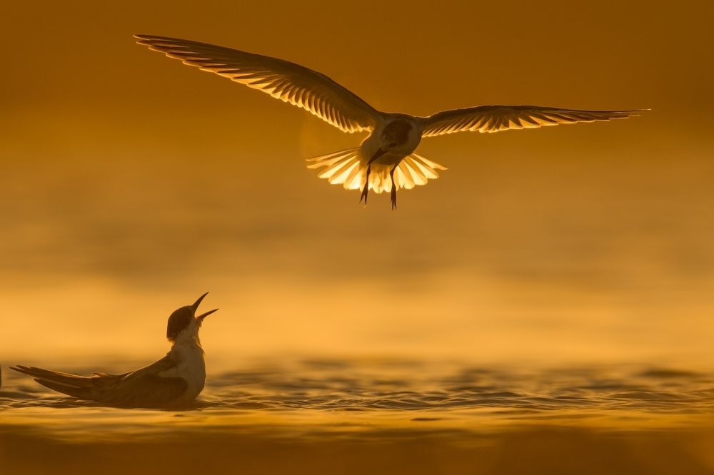 Common tern during sunset