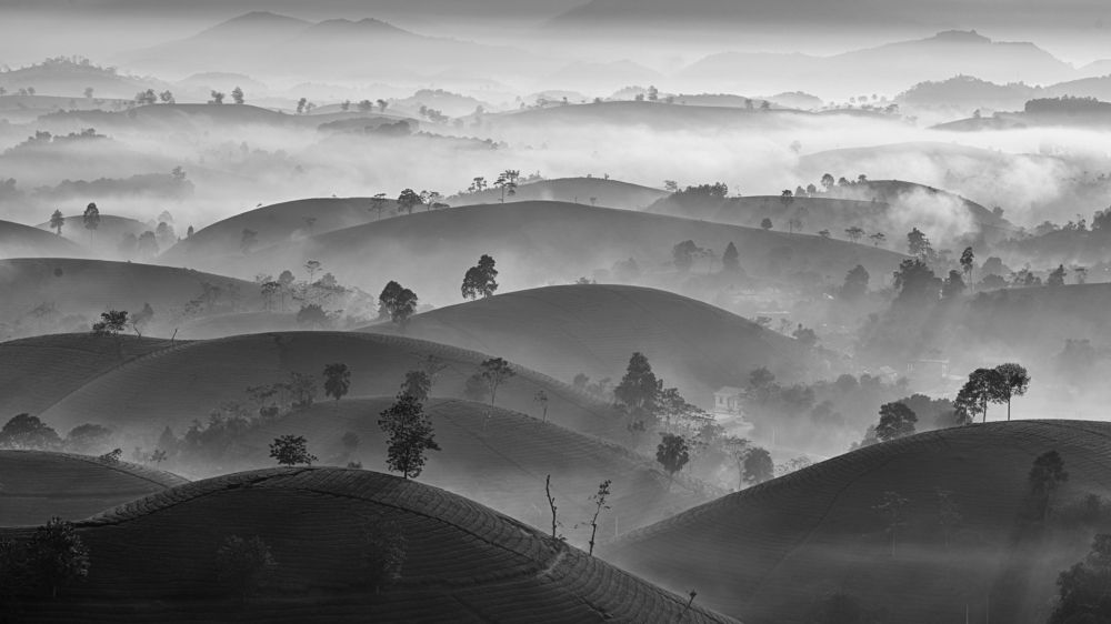 tea hill in the mist