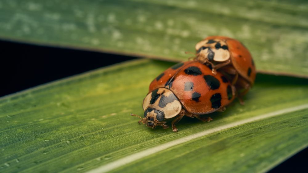 Фотография автора Santiago Diaz Aragon