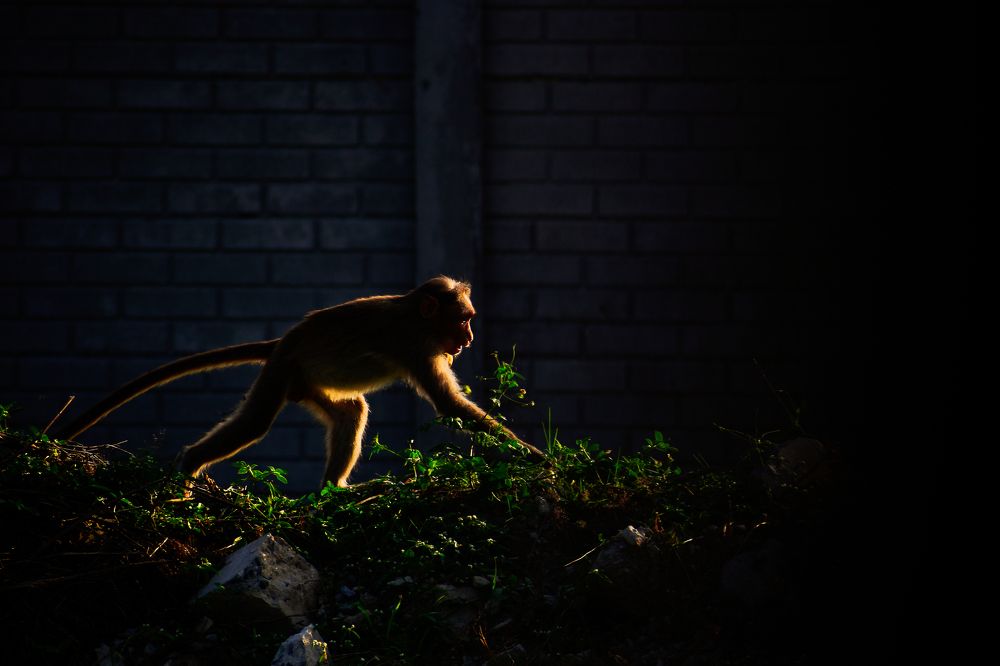 Glowing Monkey