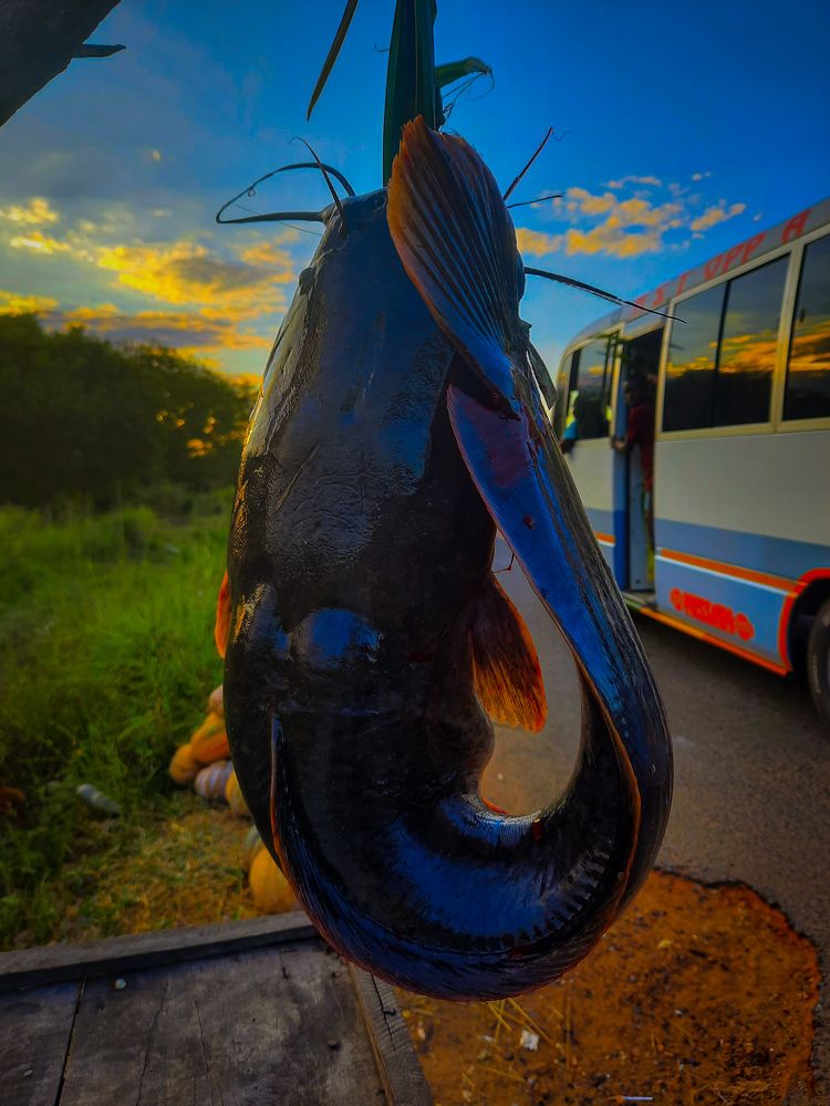 Catfish