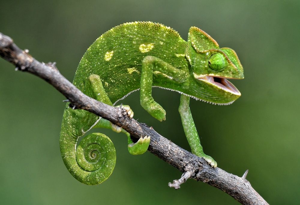 Photograph by Anantha ramu Mudagandur