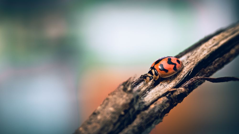 Ladybug