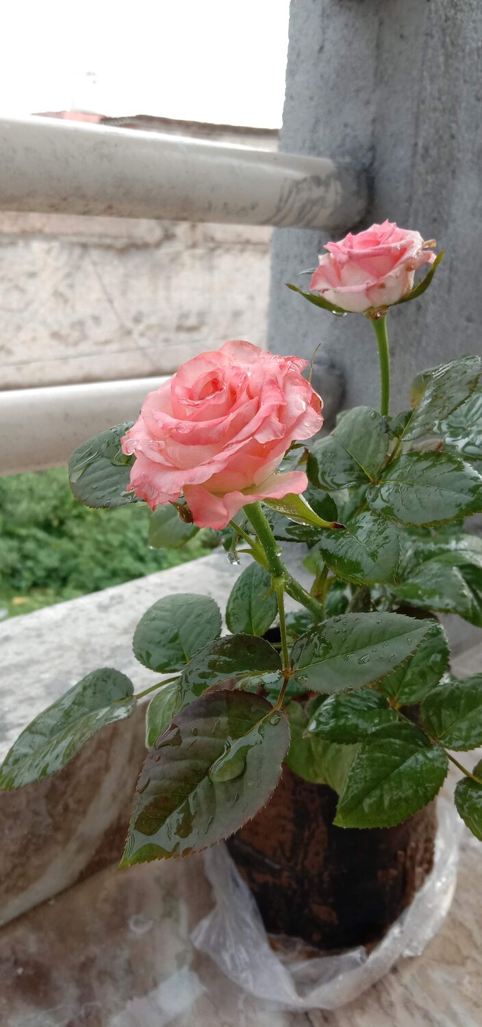 Photo #7340370