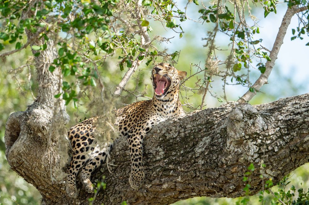 Photograph by Umesh Ranasinghe