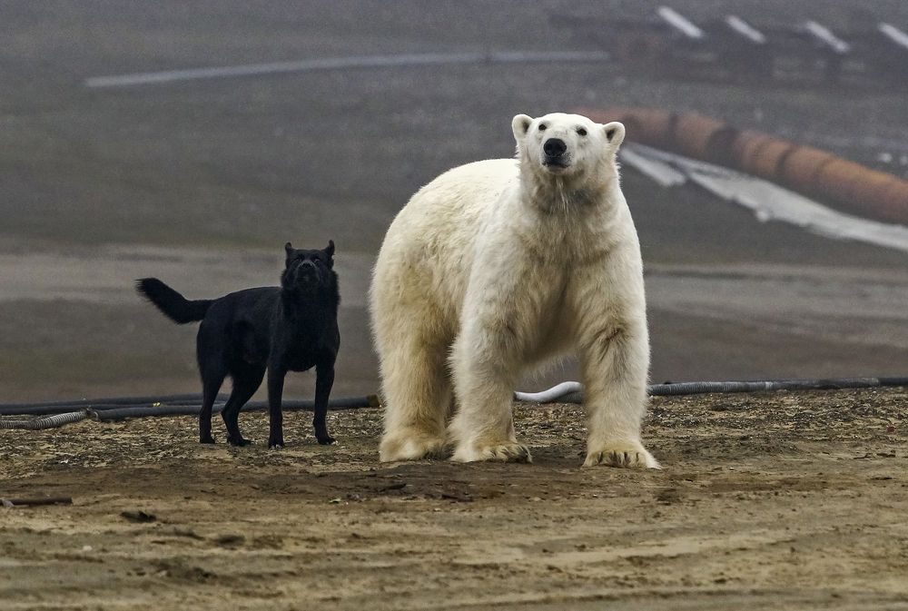 Черное и белое
