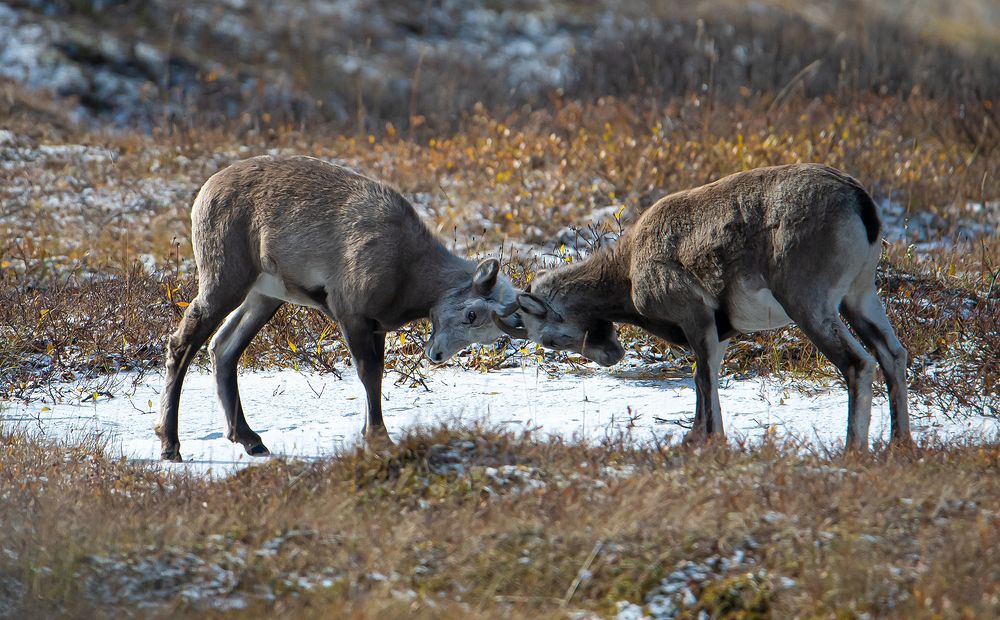 Photograph by Александр Кривошапкин