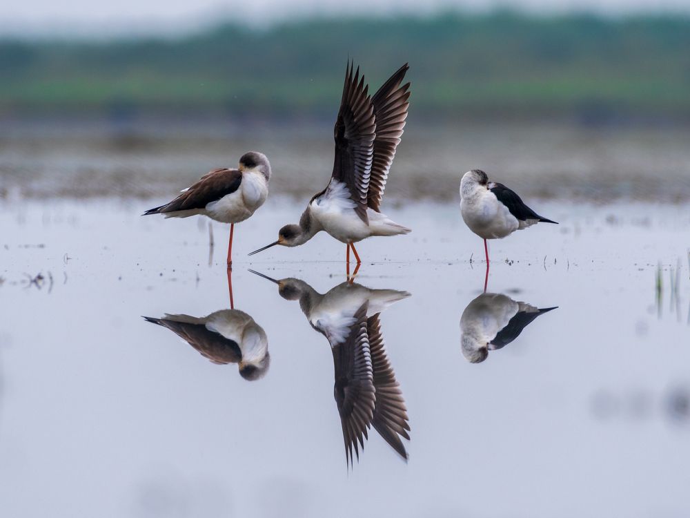 Photograph by Protap Shekhor Mohanto