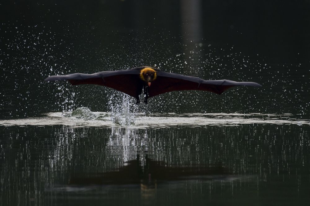 Photograph by Protap Shekhor Mohanto