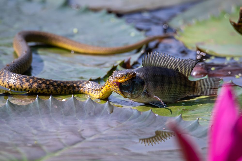 Photograph by Protap Shekhor Mohanto