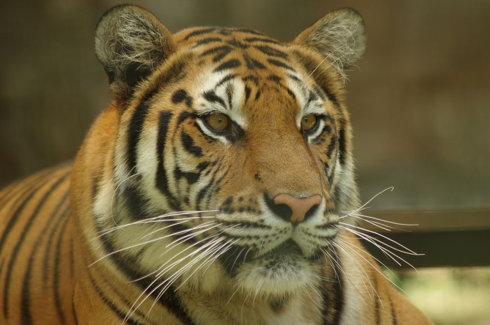 Photograph by Firly Febrian