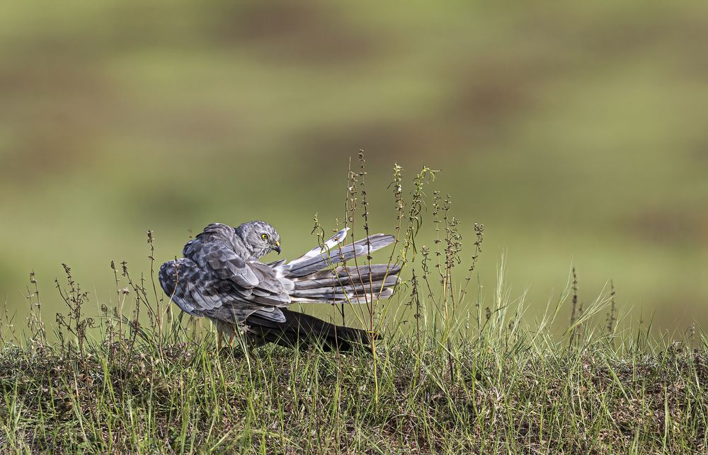 Фотография автора Ashok Behera