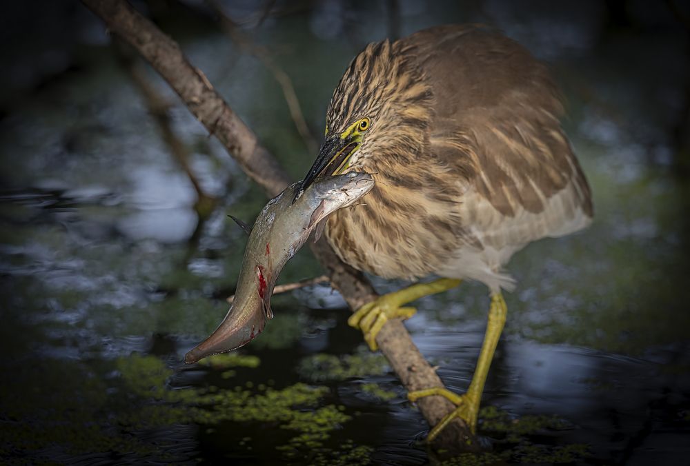 Фотография автора Ashok Behera