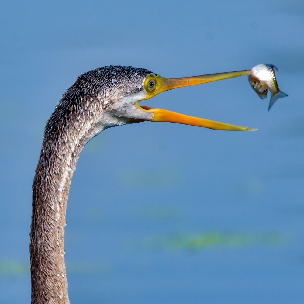 Photograph by Soumya Chandan Panda