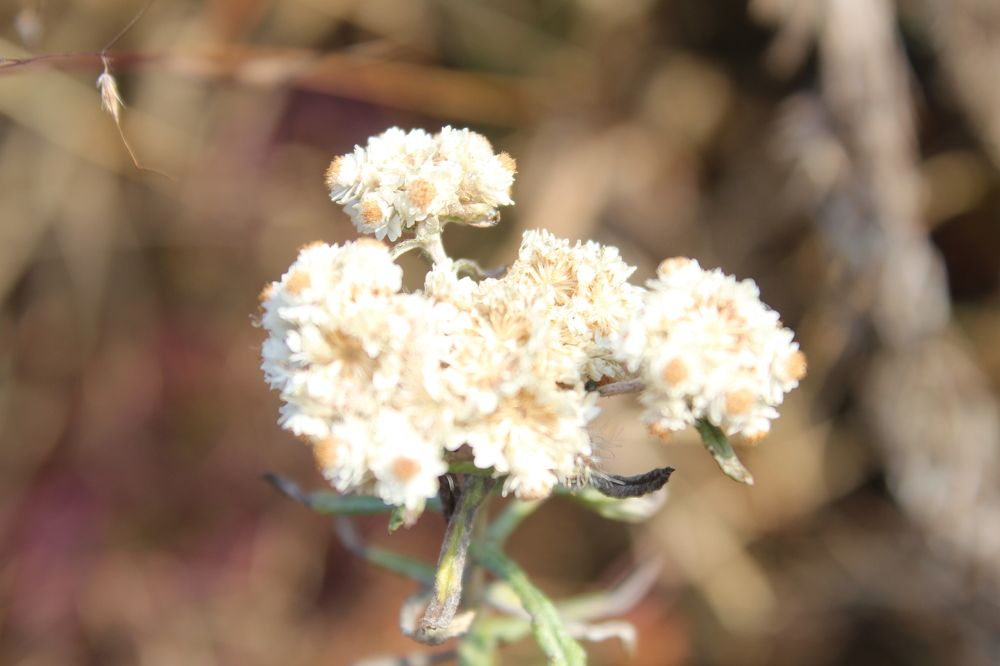 Фотография автора BIBEK chettri