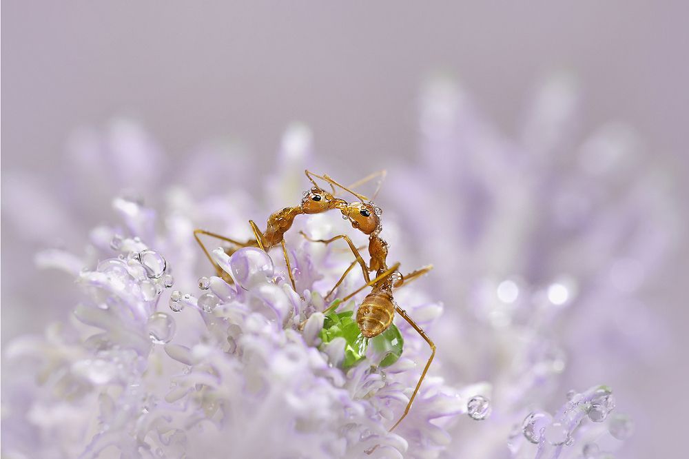 Photograph by DIANA CHAN