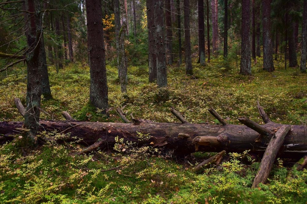 Photograph by Дмитрий Петров