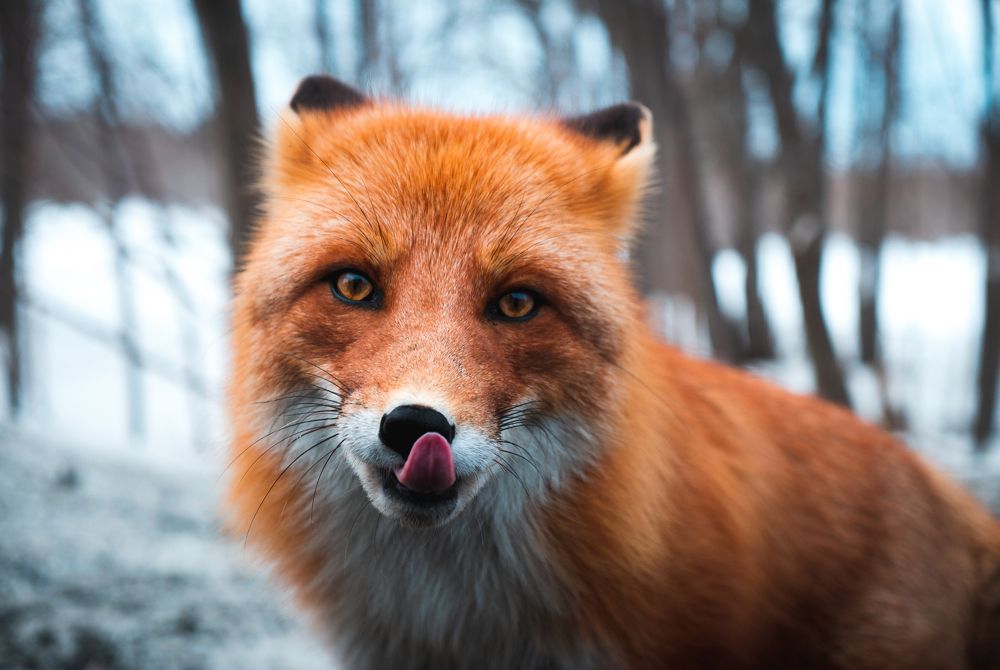 Фотография автора Антон Сандалов