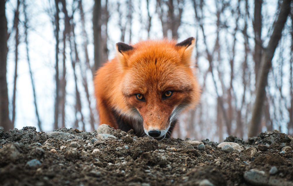 Фотография автора Антон Сандалов