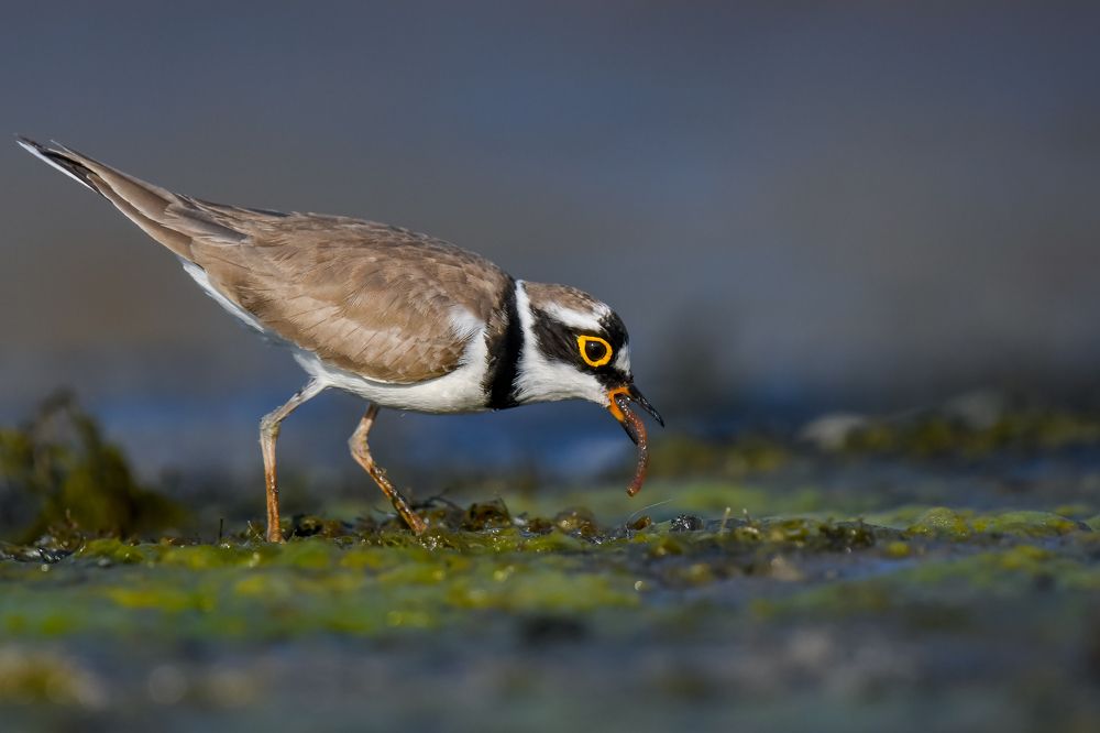 Фотография автора Pranab Kumar das