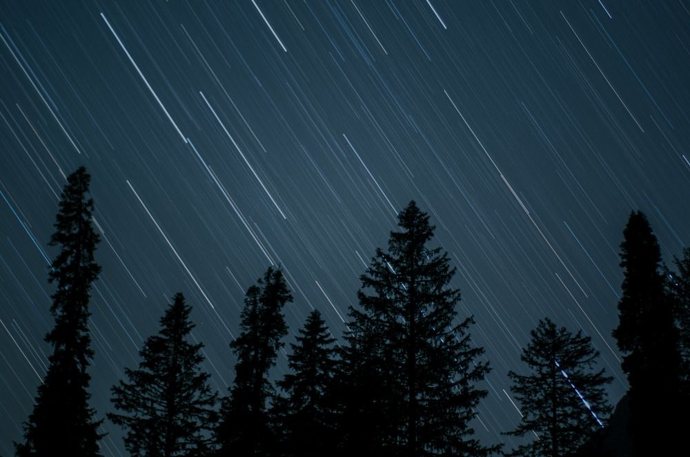 Night under the trees.