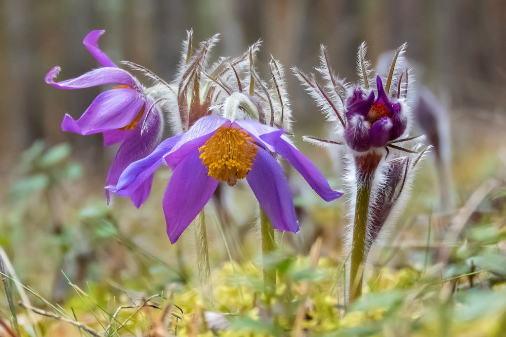 Photograph by Ромил Федоров