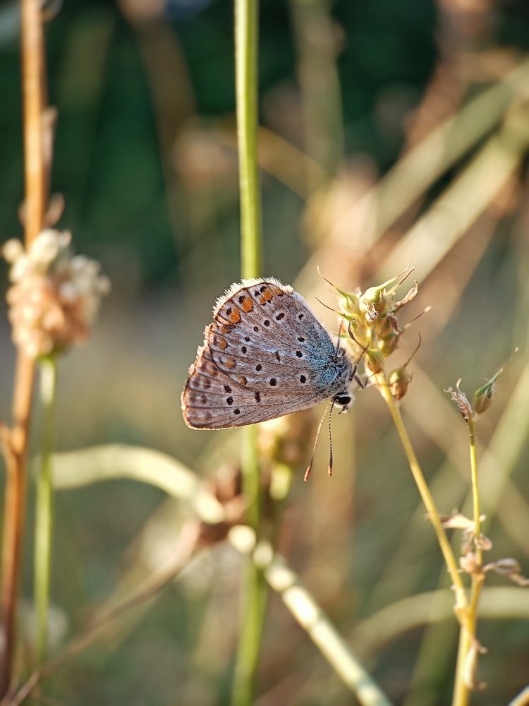 Photograph by Роман Красношапка
